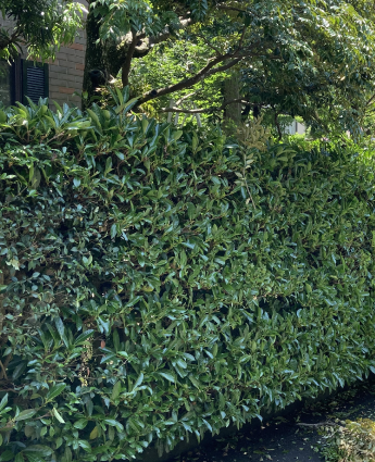 個人宅の手入れ